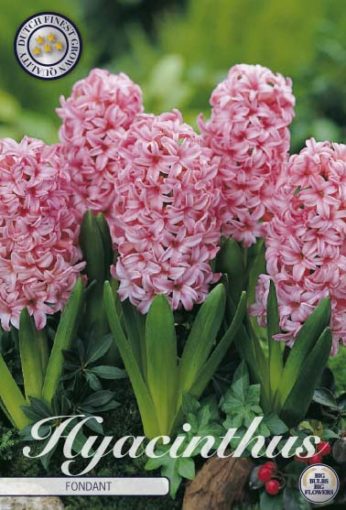 Hyacinth Bulbs - Fondant