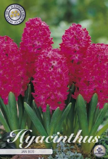 Hyacinth Bulbs - Jan Bos