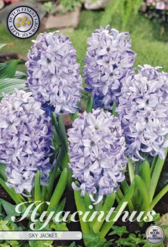 Hyacinth Bulbs - Sky Jacket