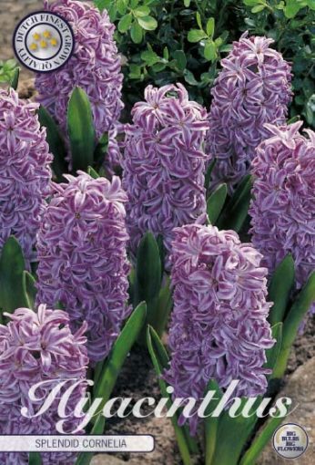 Hyacinth Bulbs - Splendid Cornelia