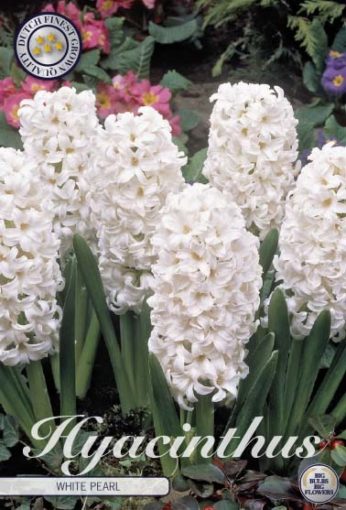 Hyacinth Bulbs - White Pearl
