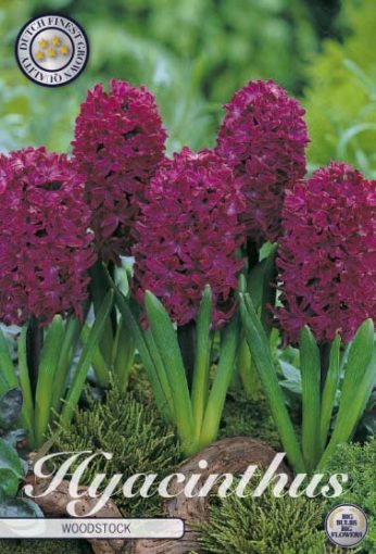 Hyacinth Bulbs - Woodstock