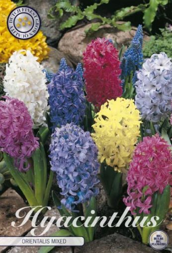 Hyacinth Bulbs - Mixed