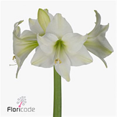 White Amaryllis Stems