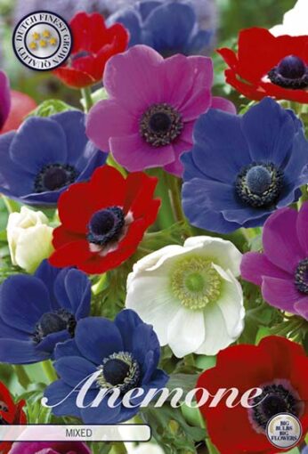 Anemone - Mixed