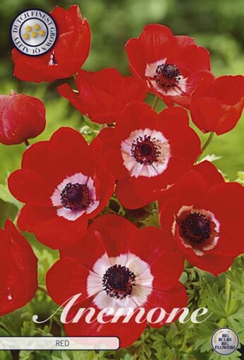 Anemone - Red