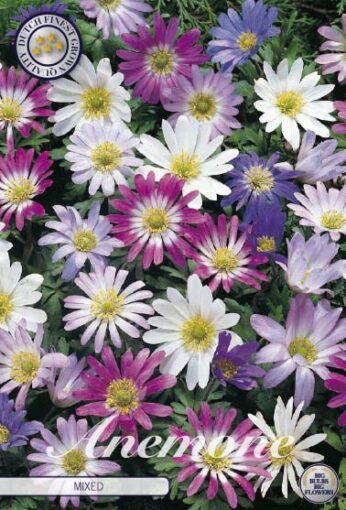 Anemone - Blanda Mixed