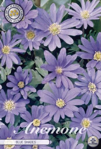 Anemone - Blue Shades