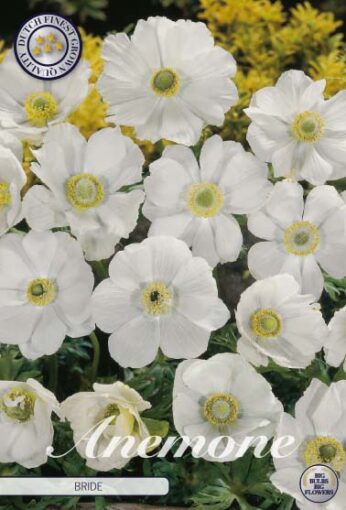 Anemone - Bride
