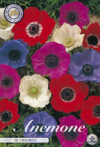 Anemone - De Caen Mixed