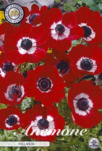 Anemone - Hollandia