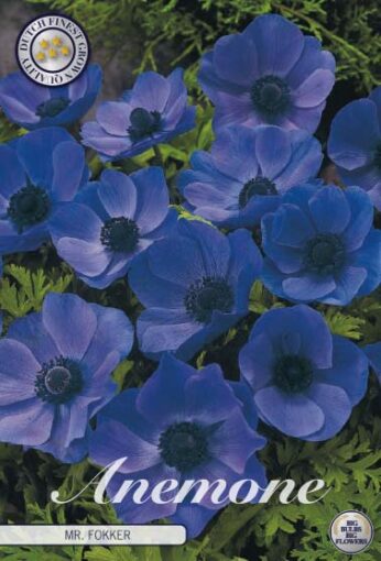 Anemone - Mr. Fokker