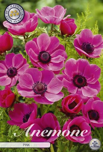 Anemone - Pink