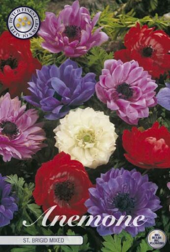 Anemone - St. Brigid Mixed