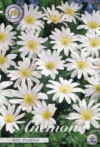 Anemone - White Splendour