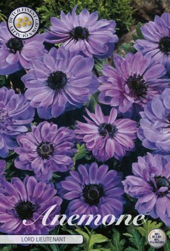 Anemone - Lord Lieutenant