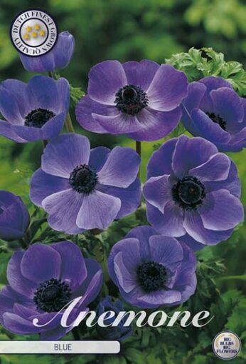 Anemone - Blue