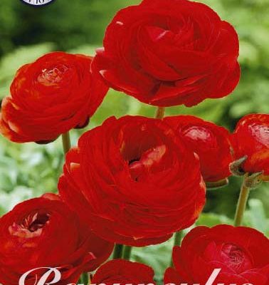 Ranunculus Bulbs - Red