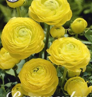 Ranunculus Bulbs - Yellow