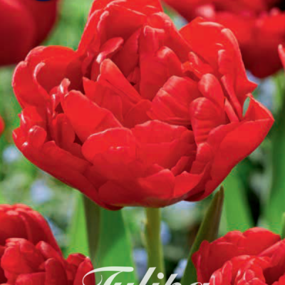 Red Tulip Bulbs - Abba