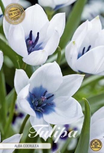 White Tulip Bulbs - Alba Coerulea