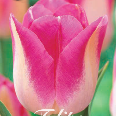 Pink Tulip Bulbs - Alectric