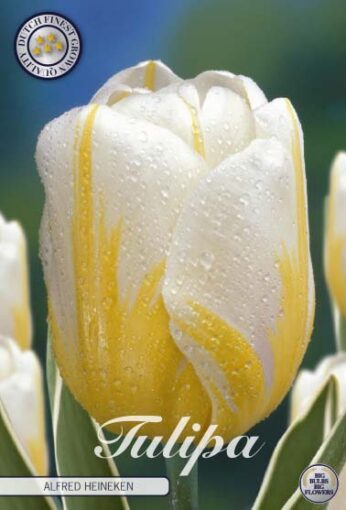 White Tulip Bulbs - Alfred Heineken