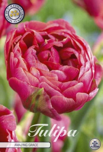 Pink Tulip Bulbs - Amazing Grace