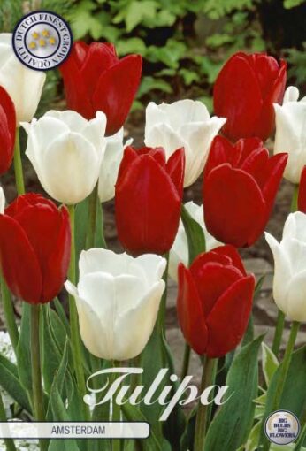 Red & White Tulip Bulbs - Amsterdam