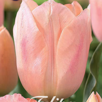 Pink Tulip Bulbs - Apricot Beauty
