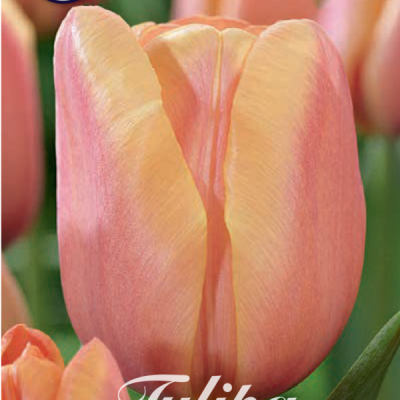 Pink Tulip Bulbs - Apricot Foxx