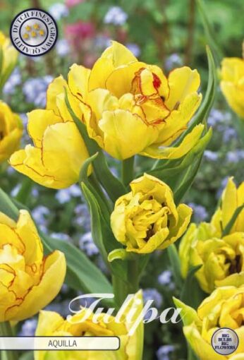 Yellow Tulip Bulbs - Aquilla