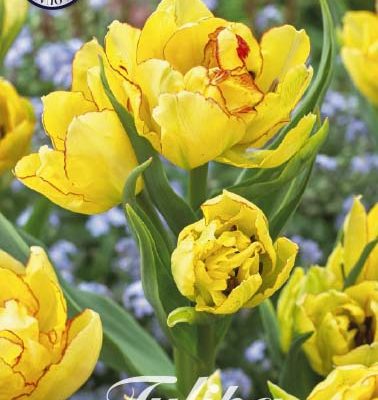 Yellow Tulip Bulbs - Aquilla