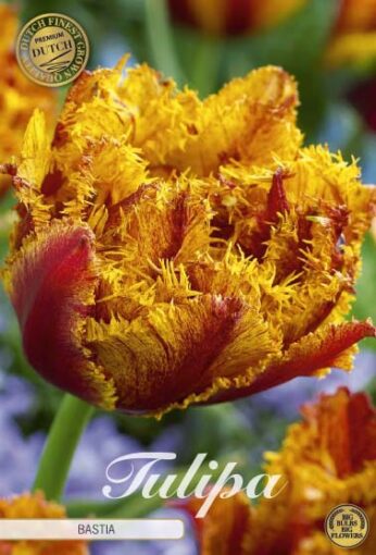 Red & Yellow Tulip Bulbs - Bastia