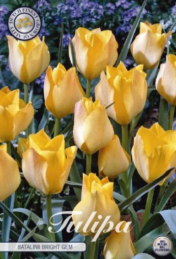 Yellow Tulip Bulbs - Batalinii Bright Gem