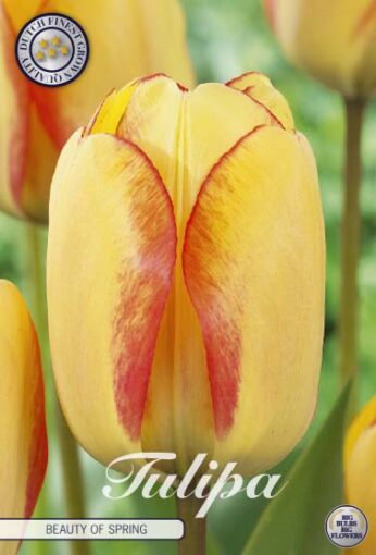 Yellow & Red Tulip Bulbs - Beauty of Spring