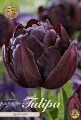 Black Tulip Bulbs - Black Hero