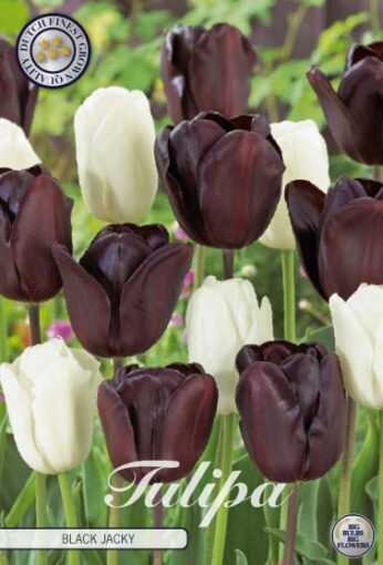 Black & White Tulip Bulbs - Black Jacky