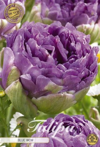 Purple Tulip Bulbs - Blue Wow
