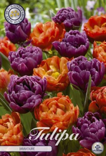 Orange & Purple Tulip Bulbs - Bravoure