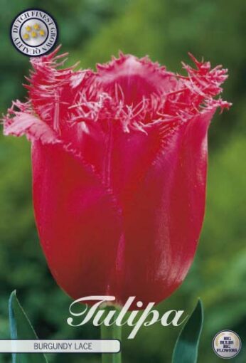 Red Tulip Bulbs - Burgundy Lace