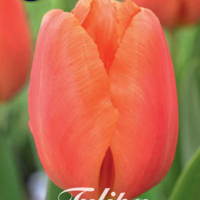 Orange Tulip Bulbs - Cadans