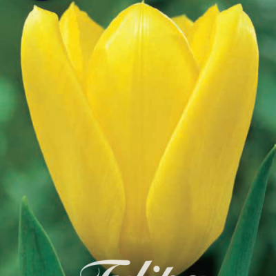 Yellow Tulip Bulbs - Candela