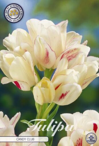 White Tulip Bulbs - Candy Club