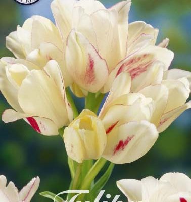 White Tulip Bulbs - Candy Club