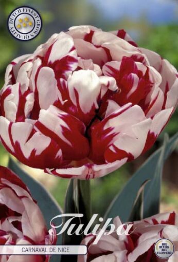 Red & White Tulip Bulbs - Carnaval De Nice