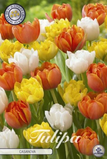 Orange, Yellow & White Tulip Bulbs - Casanova