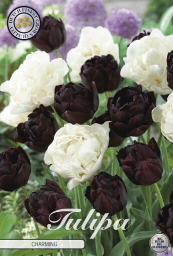 Black & White Tulip Bulbs - Charming