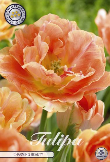 Orange Tulip Bulbs - Charming Beauty