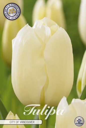 White Tulip Bulbs - City of Vancouver
